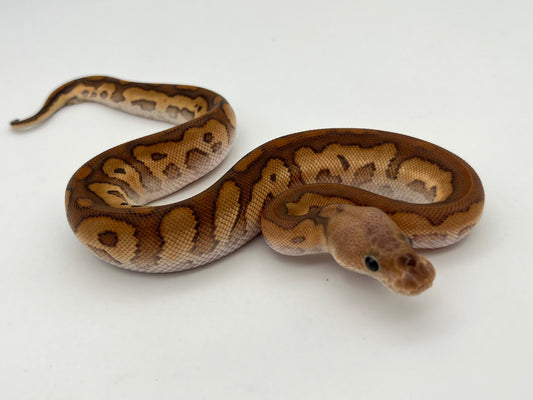 ボールパイソン（Black Pastel Cypress Redstripe Clown）オス