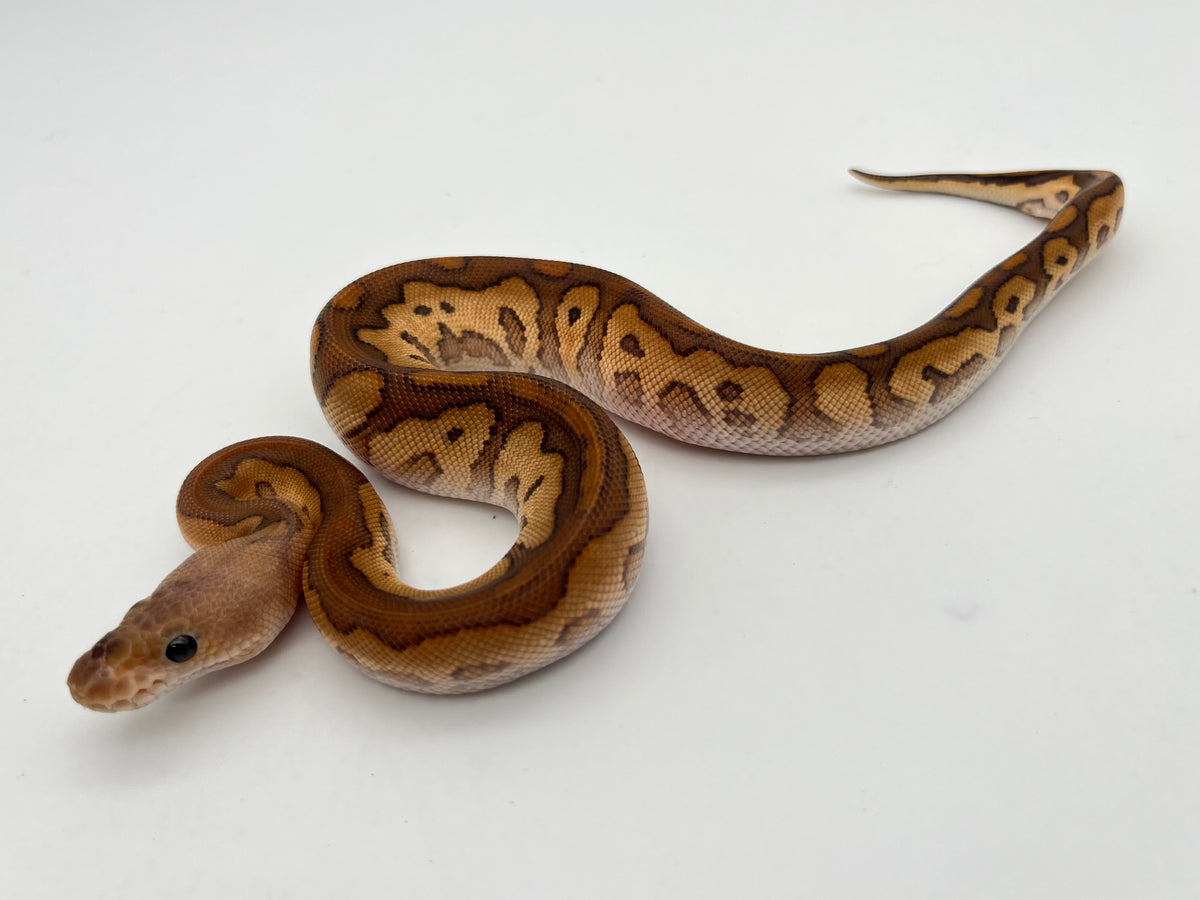 ボールパイソン（Black Pastel Cypress Redstripe Clown）オス
