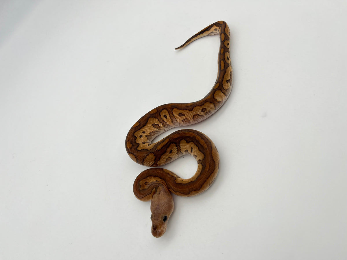 ボールパイソン（Black Pastel Cypress Redstripe Clown）オス