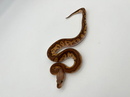 ボールパイソン（Black Pastel Cypress Redstripe Clown）オス