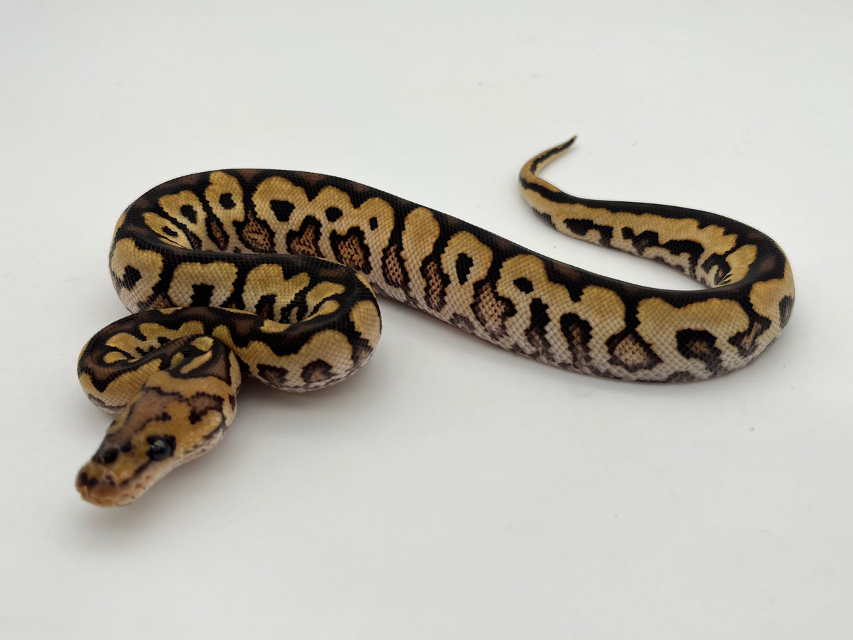 ボールパイソン（Spotnose Black Pastel Redstripe Clown）メス