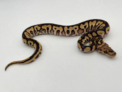 ボールパイソン（Spotnose Black Pastel Redstripe Clown）メス