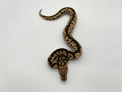 ボールパイソン（Spotnose Black Pastel Redstripe Clown）メス