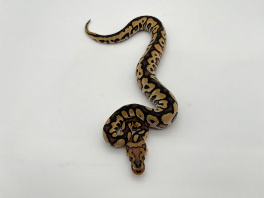 ボールパイソン（Spotnose Black Pastel Redstripe Clown）メス