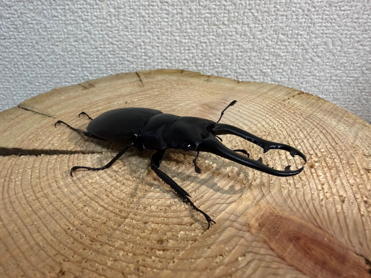 ギラファノコギリクワガタ オス単体 80mmUP