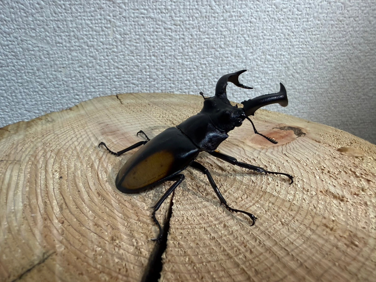 セアカフタマタクワガタ オス単体 70mmUP