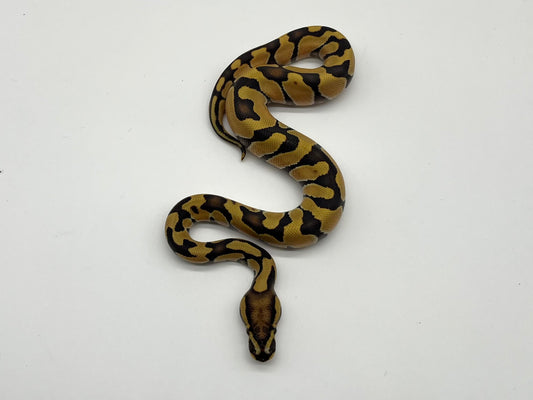 ボールパイソン（Enchi DG Het SK Axanthic）オス