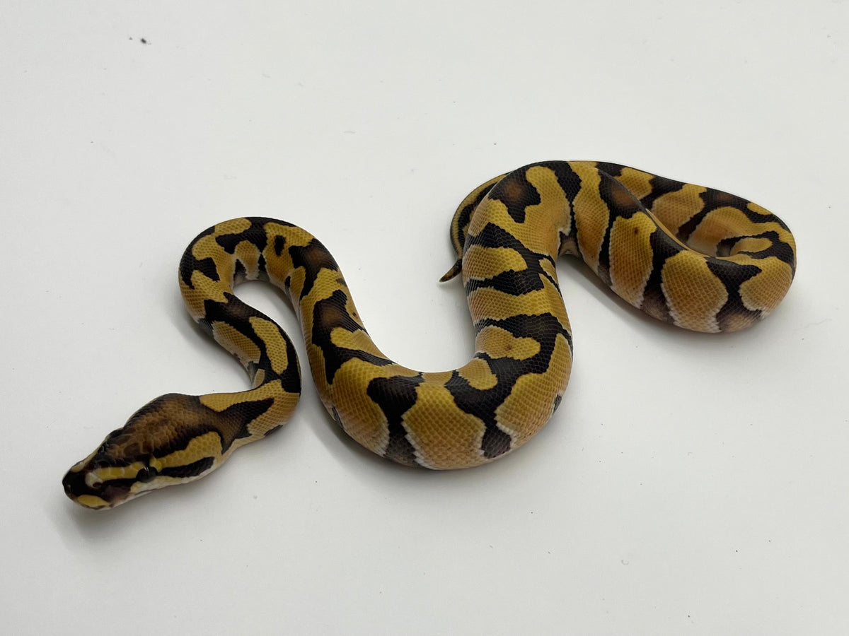 ボールパイソン（Enchi DG Het SK Axanthic）オス