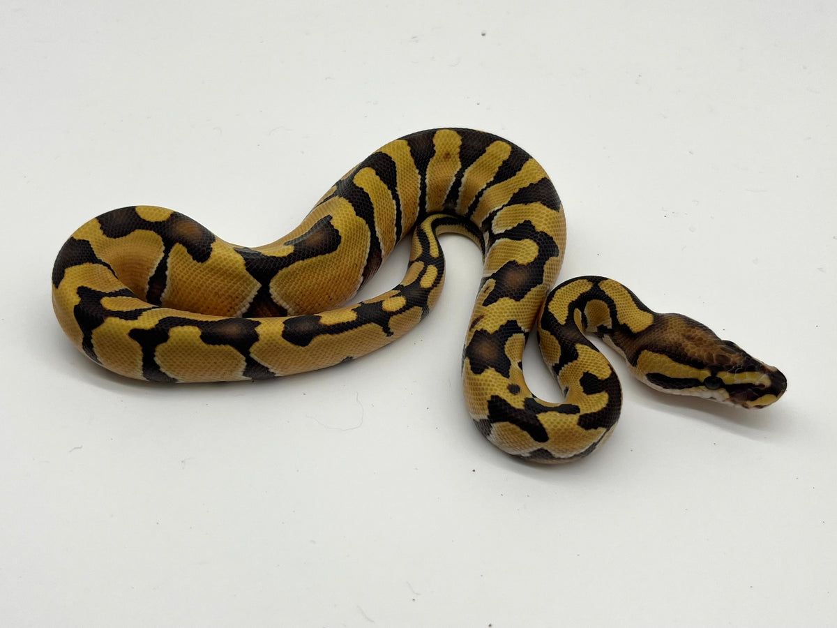 ボールパイソン（Enchi DG Het SK Axanthic）オス