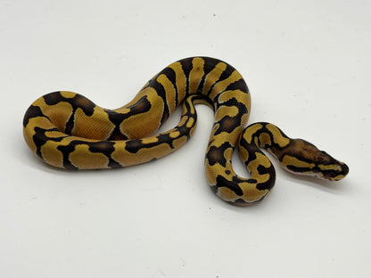 ボールパイソン（Enchi DG Het SK Axanthic）オス