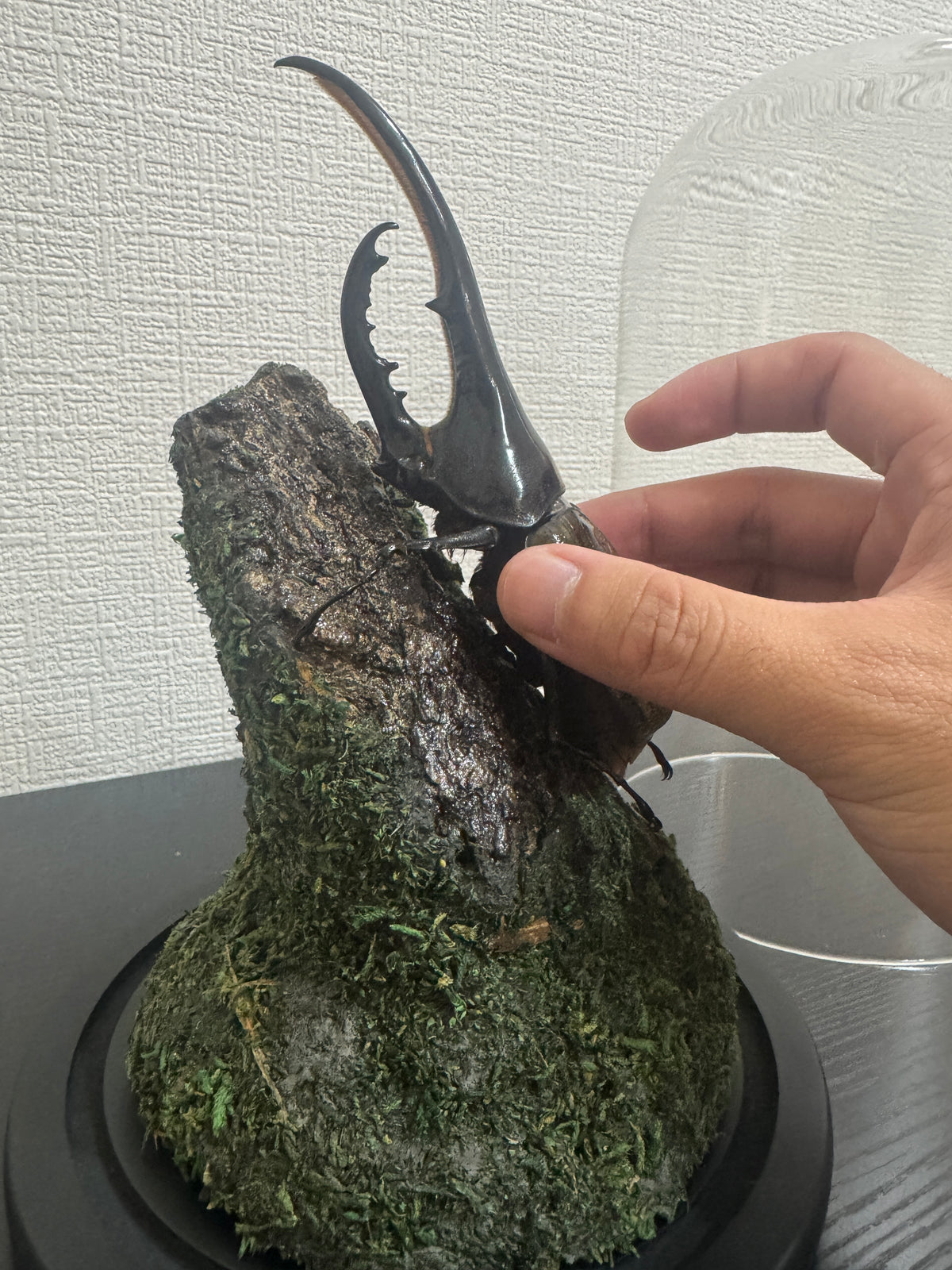 昆虫標本 ジオラマセット ガラスドーム版（大型種対応）