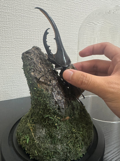 昆虫標本 ジオラマセット ガラスドーム版（大型種対応）