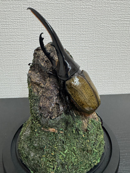 昆虫標本 ジオラマセット ガラスドーム版（大型種対応）