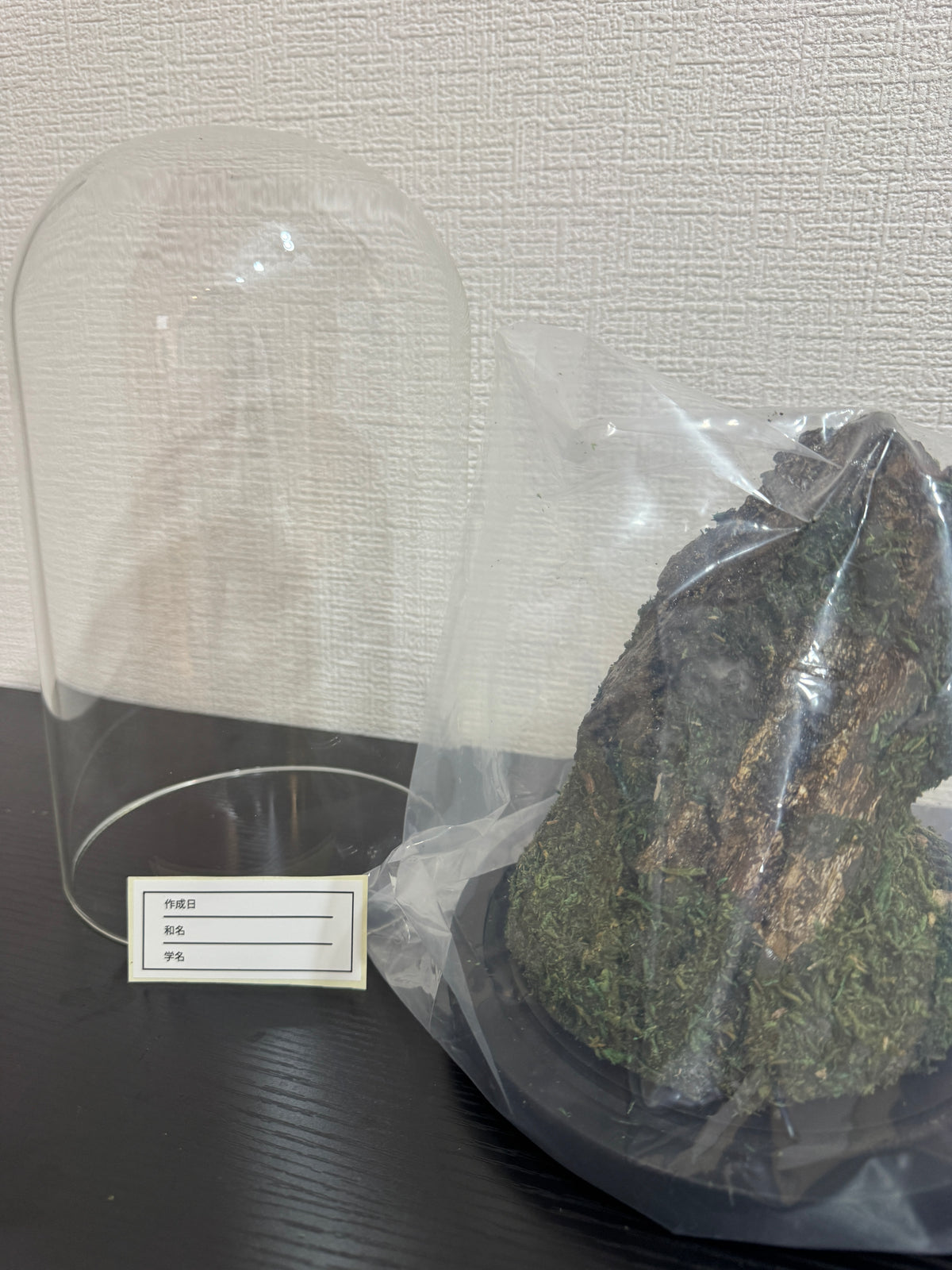 昆虫標本 ジオラマセット ガラスドーム版（大型種対応）