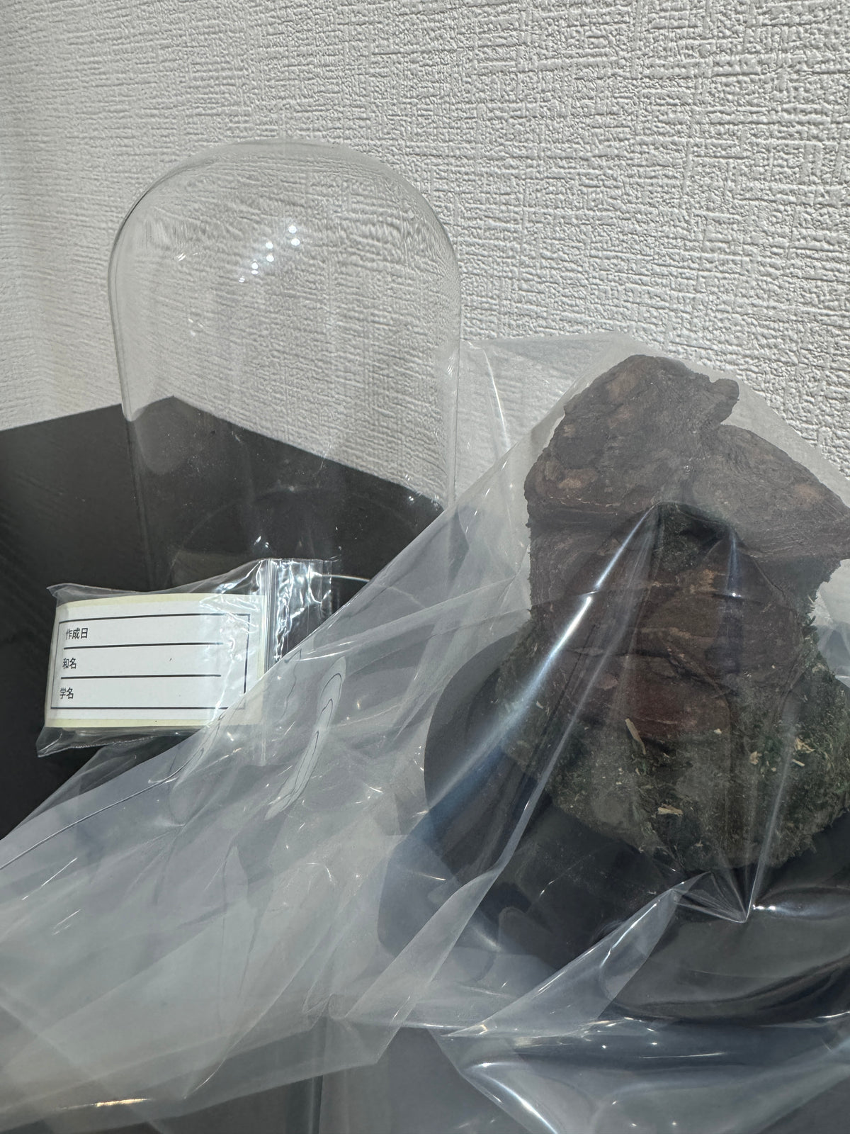 昆虫標本 ジオラマセット ガラスドーム版（小型〜中型種）