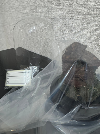 昆虫標本 ジオラマセット ガラスドーム版（小型〜中型種）