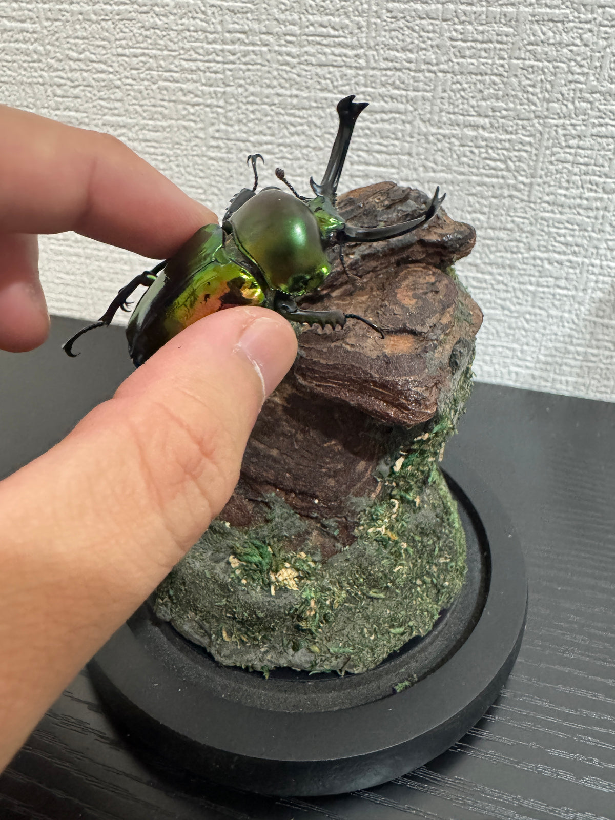 昆虫標本 ジオラマセット ガラスドーム版（小型〜中型種）