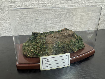 昆虫標本 ジオラマセット クリアケース版（ヘラクレスオオカブトサイズでも対応可）