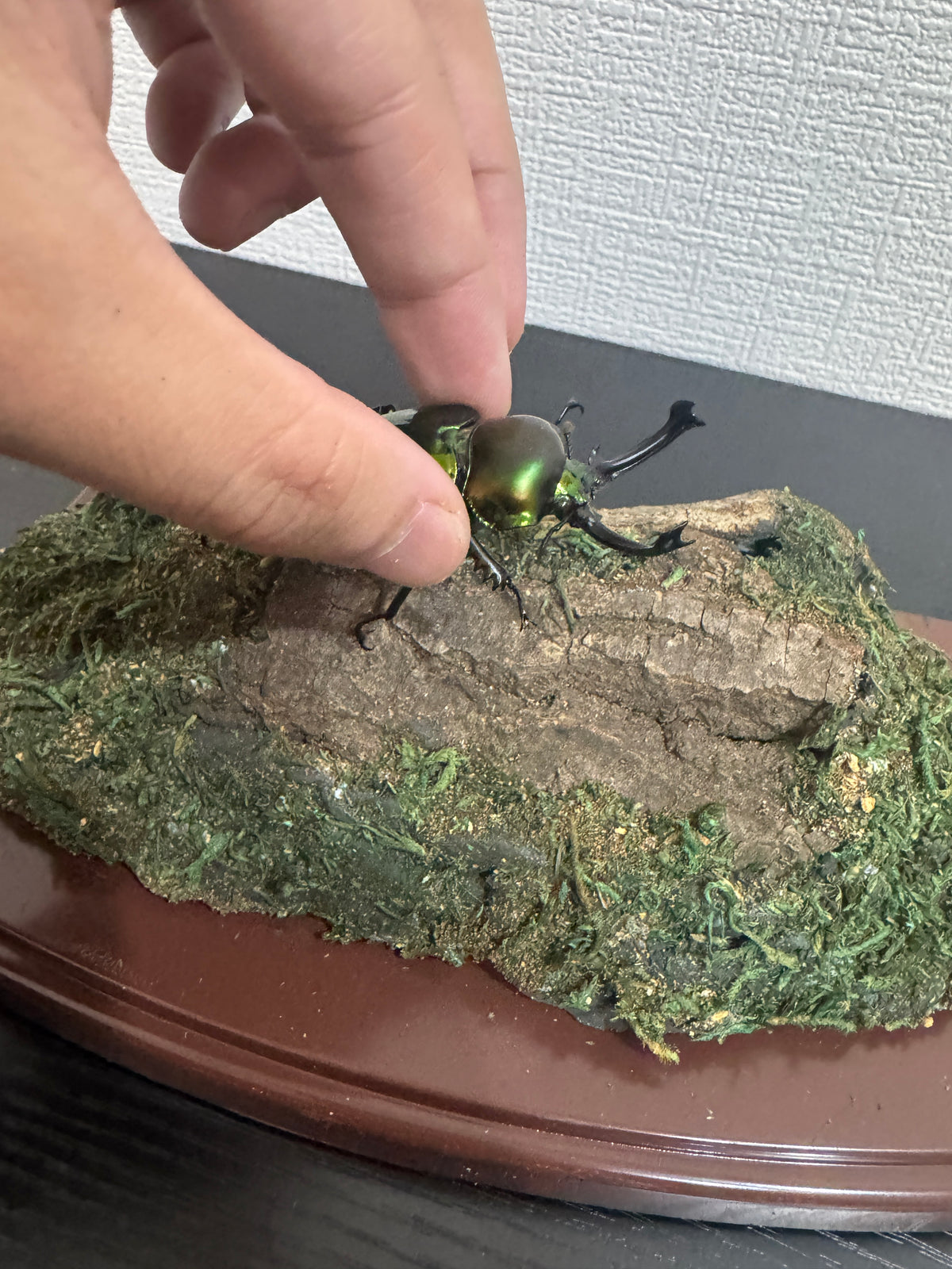 昆虫標本 ジオラマセット クリアケース版（ヘラクレスオオカブトサイズでも対応可）