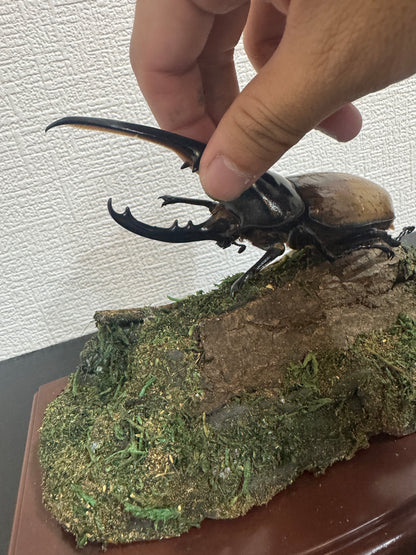 昆虫標本 ジオラマセット クリアケース版（ヘラクレスオオカブトサイズでも対応可）