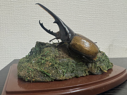 昆虫標本 ジオラマセット クリアケース版（ヘラクレスオオカブトサイズでも対応可）