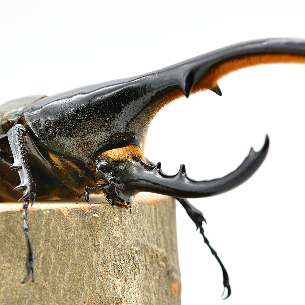 ヘラクレスオオカブト大型クラス１ペア140mm以上（140‐159）