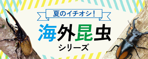 夏のイチオシ！海外昆虫シリーズ