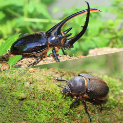 ネプチューンオオカブト成虫一覧
