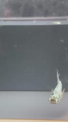 めだかの心　オリジナル　蒼魂　1ペア（商品NO：1）