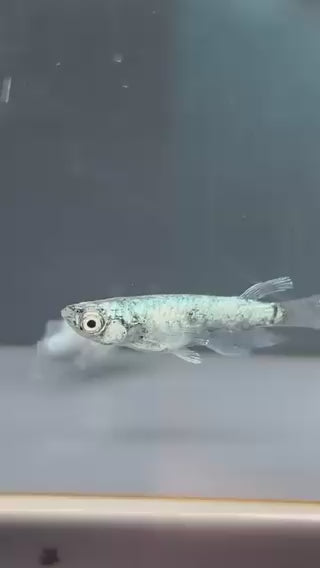 めだかの心　オリジナル　蒼魂　1ペア（商品NO：2）