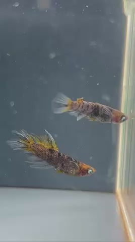 めだかの佐川 オリジナル 五式和墨松井スワロー カガミ因子持ち 1ペア