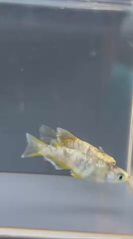 めだかの心　オリジナル　ルルスノーゴールド　1ペア