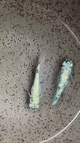 めだか屋さくら オリジナル 紫苑墨武 1ペア