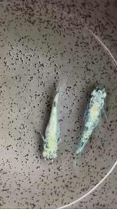 メダカ一覧