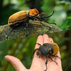 エレファスゾウカブト成虫一覧