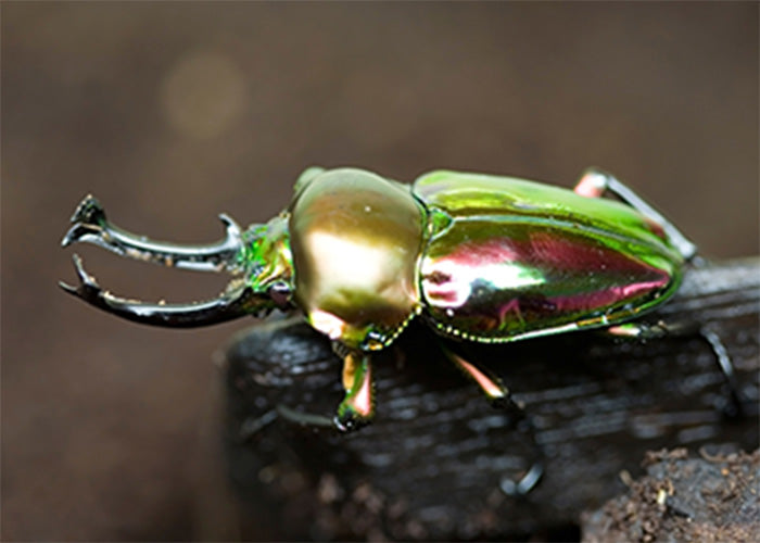 ニジイロクワガタ